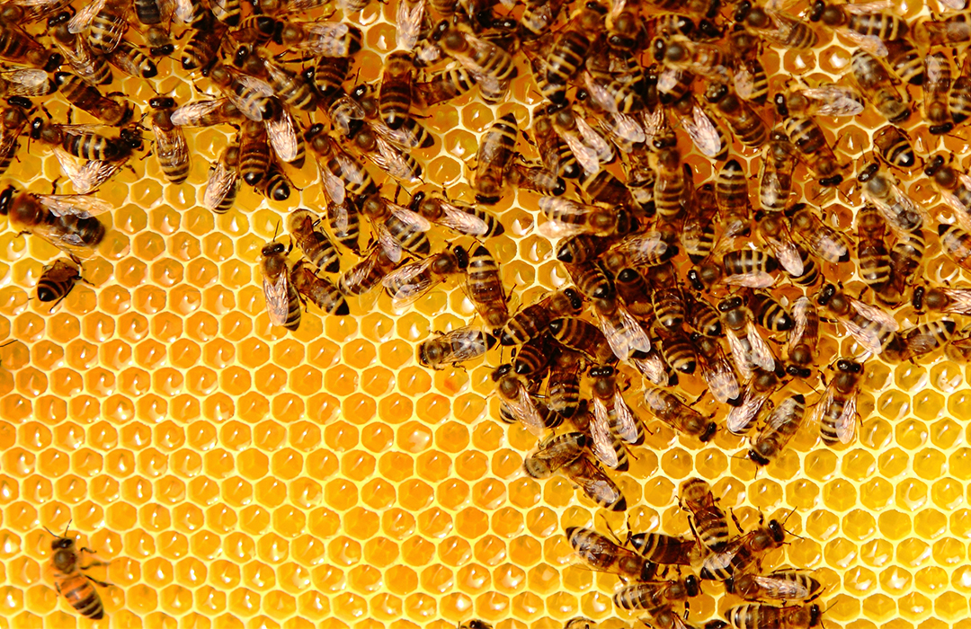 Natural Biological Yellow Bees Wax Beeswax Pharma Grade Food Grade